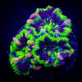 Pink Streak Acan