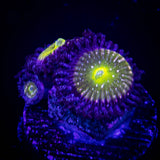 Frozen Apple Zoas