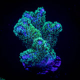 Pocillopora