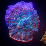 Magma Rhodactis