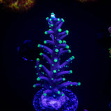 LRO Xtreme Pacman Acro