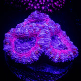 Pink Dreams Acan