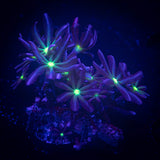Daisy Clove Polyps