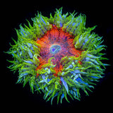 Ultra Rock Flower