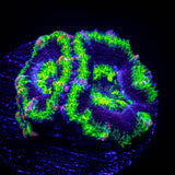 Green Rim Acan