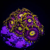 Mad Hatter Zoas