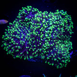 Green Hairy Mushroom XL