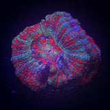 Ring Of Fire Asian Acan
