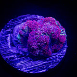 Poisonberry Blasto