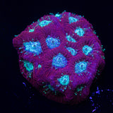 Teal Eye Favites