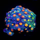 Rainbow Madness Cyphastrea