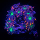 Firework Clove Polyps