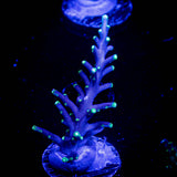 LRO Xtreme Pacman Acro