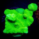 ORA Kelly Green Psammacora