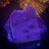 Purple Scroll Coral
