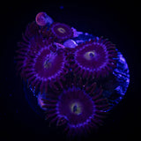 JF Bella Blues Zoa