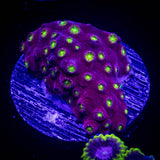 Bling Bling Cyphastrea