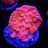 Flaming Setosa