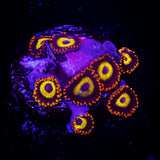 Blue Eyed Blondie Zoas
