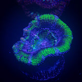 Green Ring Acan