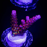 PC Rainbow Acro