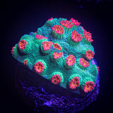 Meteor Shower Cyphastrea