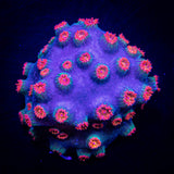 Meteor Shower Cyphastrea