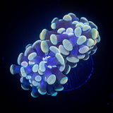 Bronze Hammer Double