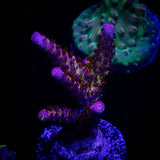PC Rainbow Acro