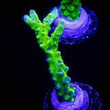 Green Goblin Anacropora