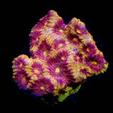 WWC Blood Diamond Favia