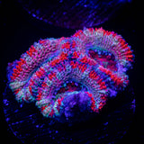 Peppermint Acan