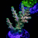 CB Flaming Unicorn Acro