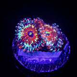 Seduction Zoas