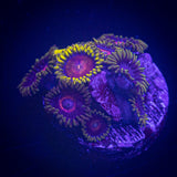 Evil Heart and friend Combo Zoa