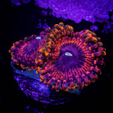 Fairy Fart Zoas