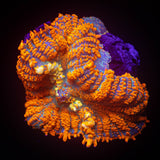 LRO Agent Orange Rhodactis SUPER BRIGHT