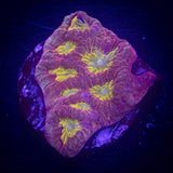 Goldrush Favia
