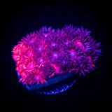 LRO Bicolor Goni