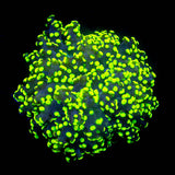 Glowbug Octospawn