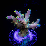 CB Flaming Unicorn Acro
