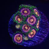 Lazer Lemon Zoas