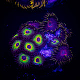 Bob Marley Zoas