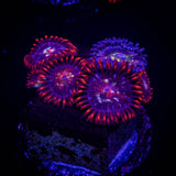 Stardust Zoas