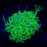 Blue Tip Torch