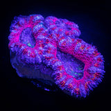 Pink Dreams Acan