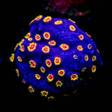WWC Bizzaro Cyphastrea