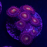 Mohawk Zoas