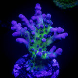 Cali Tort Acro CHUNKY