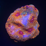 Fascination Favia